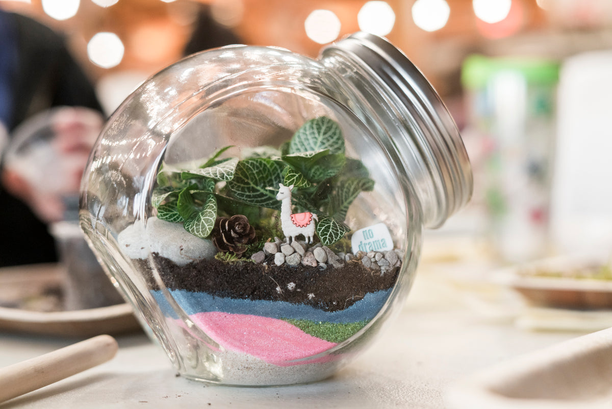 Jardin Terrariums Rochester Brainery