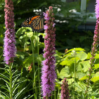 Friday, July 31st | 6:30PM-8:00PM | Drink Wine & Plant Native: Habitat Landscaping Workshop