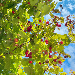 Thursday, July 23rd | 9:00AM-11:00AM | Berry Bathing: Forest Bathing in the Berry Patch