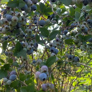 Thursday, July 23rd | 9:00AM-11:00AM | Berry Bathing: Forest Bathing in the Berry Patch