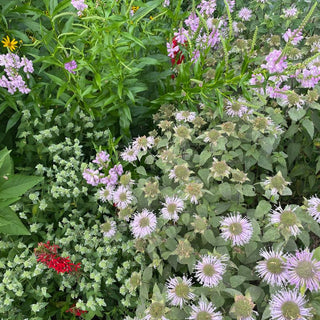 Friday, July 31st | 6:30PM-8:00PM | Drink Wine & Plant Native: Habitat Landscaping Workshop
