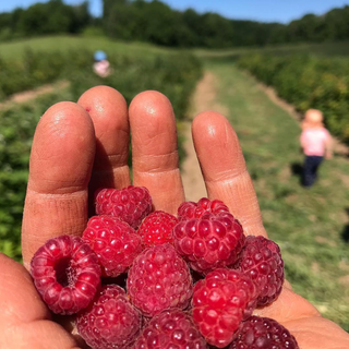 Thursday, July 23rd | 9:00AM-11:00AM | Berry Bathing: Forest Bathing in the Berry Patch