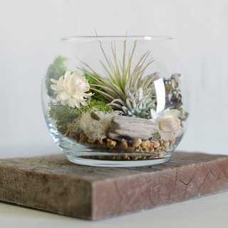 Monday, May 4th | 6:00PM-7:00PM | Build Your Own Air Plant Terrarium
