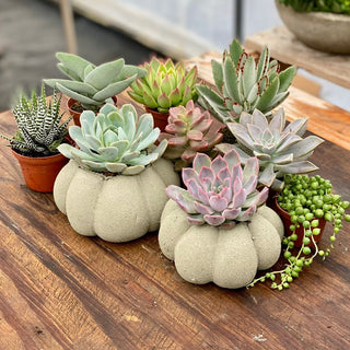 Wednesday, September 23rd | 6:00PM-7:00PM | Cement Pumpkin Planter with Succulent