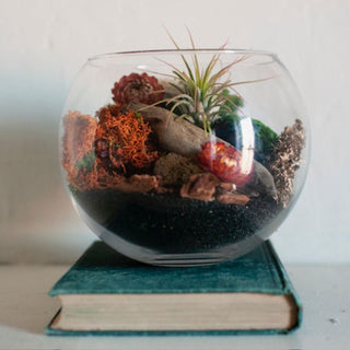 Monday, September 21st | 6:00PM-7:00PM | Fall Air Plant Terrarium Workshop
