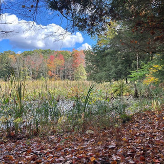 Saturday, September 19th | 9:00AM-11:00AM | Fall Equinox Forest Bathing