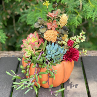 Saturday, October 10th | 11:00AM-12:00PM | Fall Pumpkin Planter with Succulents