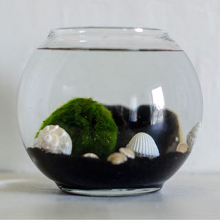 Monday, March 23rd | 6:00PM-7:00PM | Marimo Moss Ball Aquatic Terrarium