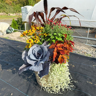 Sunday, September 20th | 11:00AM-12:00PM | Mums & Mocktails