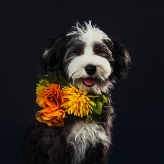 Monday, September 28th | 6:00PM-8:00PM | Painted Pet Portrait