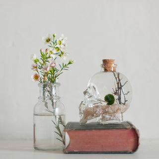 Monday, October 5th | 6:00PM-7:00PM | Skull Jar Marimo Moss Ball Aquatic Terrarium