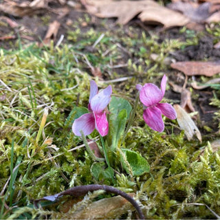 Saturday, March 21st | 9:00AM-11:00AM | Spring Equinox Forest Bathing