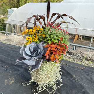 Sunday, September 20th | 11:00AM-12:00PM | Mums & Mocktails