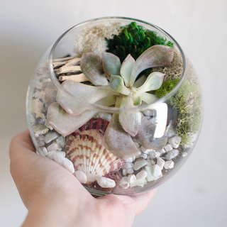 Monday, March 9th | 6:00PM-7:00PM | Succulent Terrarium Workshop