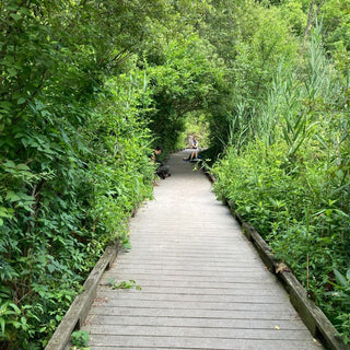 Saturday, June 20th | 9:00AM-11:00AM | Summer Solstice Forest Bathing