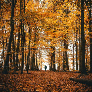 Saturday, June 6th | 1:00PM-2:30PM | Tree Identification and Forest Ecology at Washington Grove