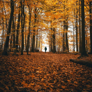 Saturday, October 24th | 1:00PM-2:30PM | Tree Identification and Forest Ecology at Washington Grove