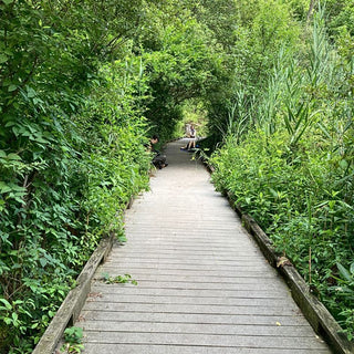 Saturday, June 20th | 9:00AM-11:00AM | Summer Solstice Forest Bathing