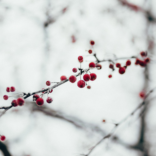 Monday, December 7th | 6:00PM-8:00PM | Watercolor Winter Florals