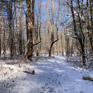 Saturday, December 19th | 9:00AM-11:00AM | Winter Solstice Forest Bathing