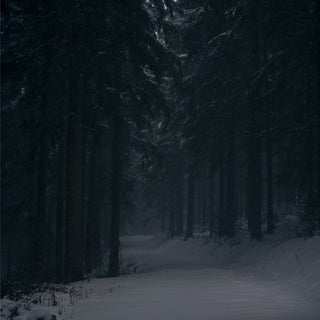 Snow-covered forest for Tami Fuller's Amanita and Yule lore class